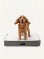 Happy Cocker Spaniel standing on a cooling orthopedic dog bed, designed to relieve pressure points and support joints.