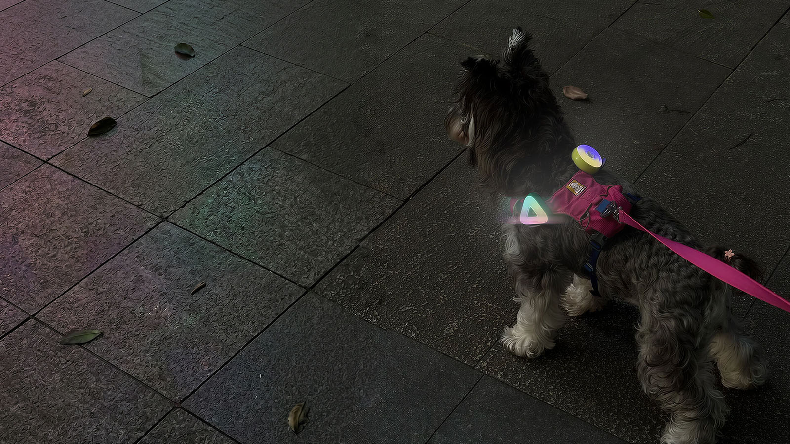 Small dog wearing colorful LED dog safety lights on its harness, staying visible and safe during night walks in low light.