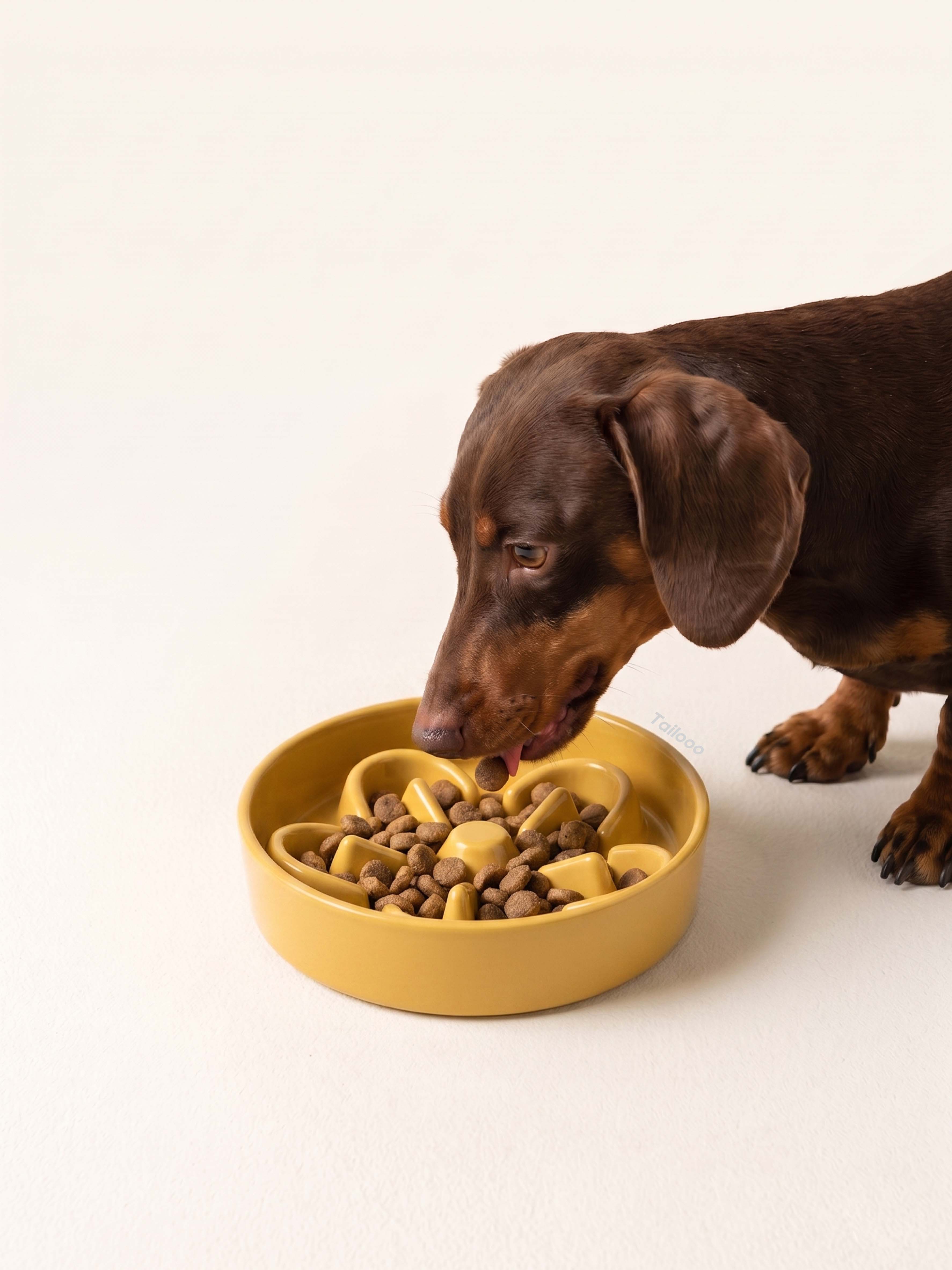 Dachshund eating kibble from a yellow ceramic slow feeder dog bowl, promoting healthy eating habits and preventing bloating.