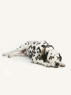 Sleeping Dalmatian with custom personalized dog collars, soft leather personalized dog collar with custom ID tag.