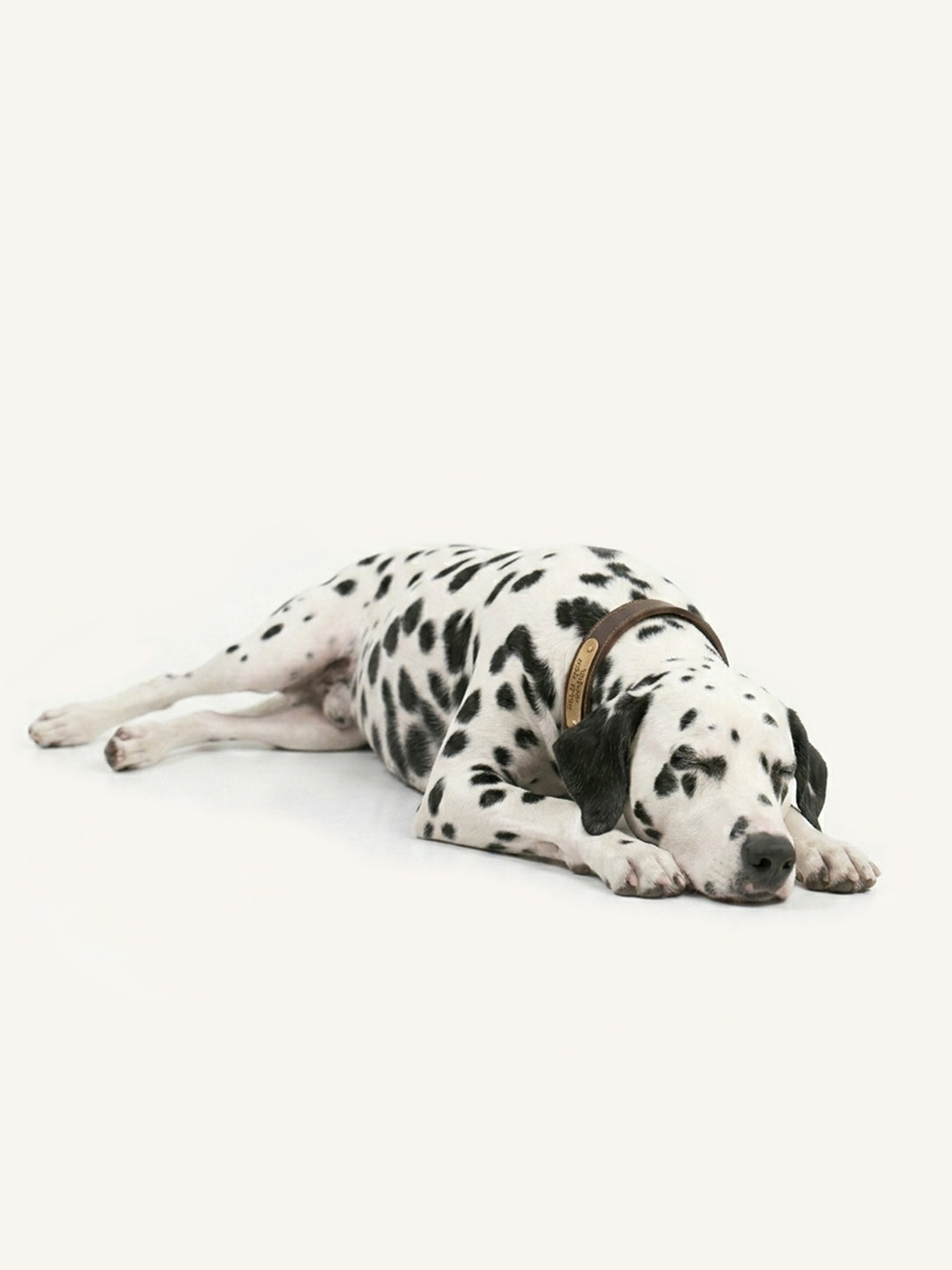 Sleeping Dalmatian with custom personalized dog collars, soft leather personalized dog collar with custom ID tag.
