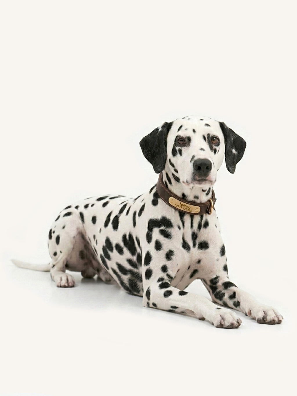 Dalmatian lying down with personalized dog collars with name, durable full grain leather custom collar for medium large dogs.