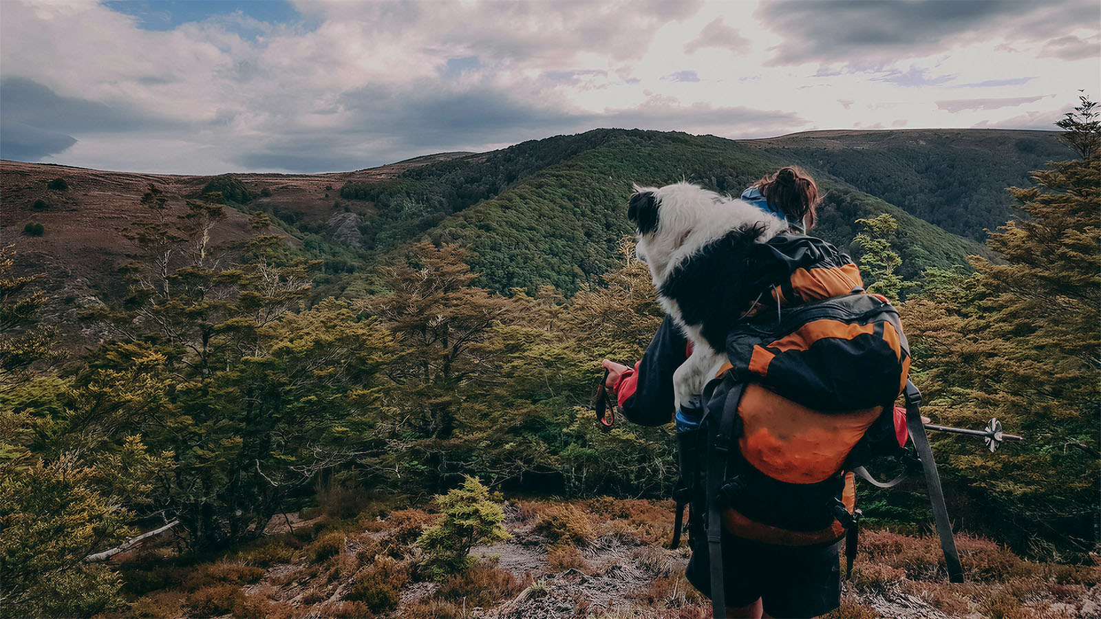 Dog being carried in a hiking backpack carrier on a mountain trail, safe and comfortable while exploring the great outdoors with its owner.