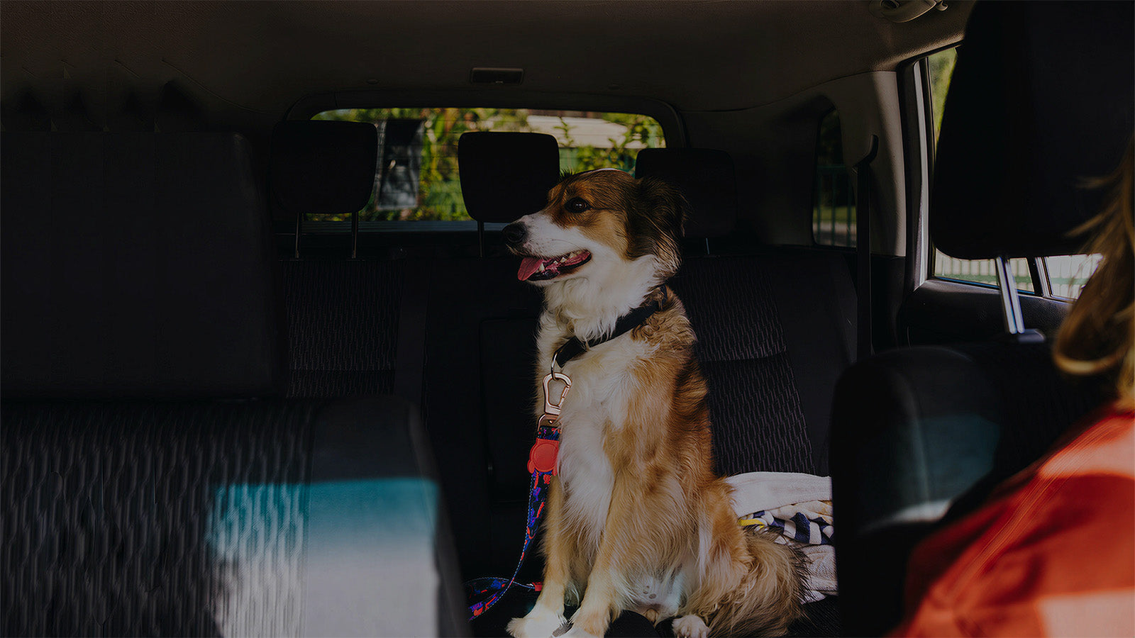Happy dog secured with a colorful car safety harness in the backseat, traveling safely and comfortably on road trips with its owner.