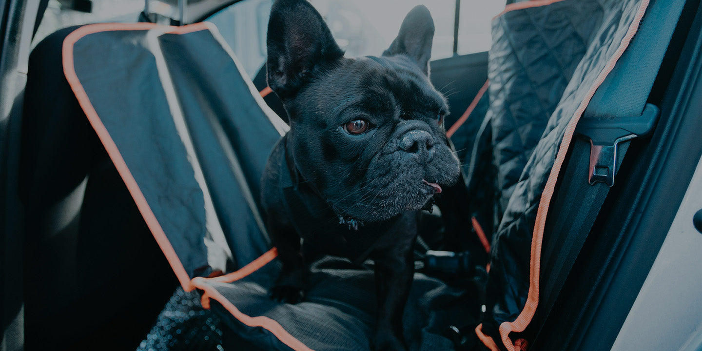 A black French Bulldog sitting comfortably in the rear seat of a car on a quilted seat cover with orange trim, looking relaxed during a car journey.