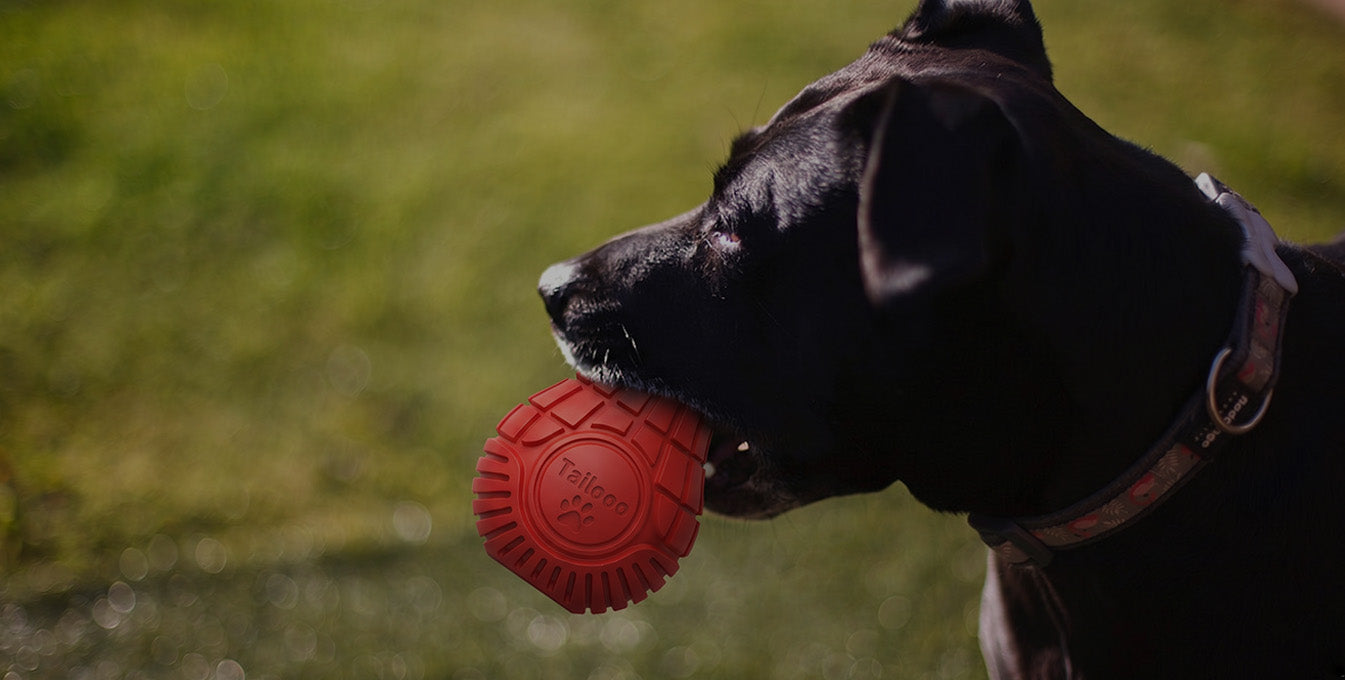 A black Labrador mix holding a red Tailooo rubber chew toy in its mouth while standing on grass, showcasing outdoor play with a durable treat dispenser toy.
