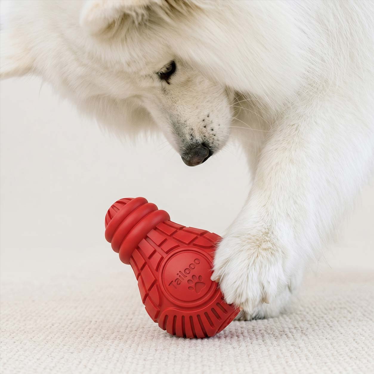 A fluffy white Samoyed dog pawing and sniffing a red Tailooo rubber chew toy on a beige carpet, showing engaged playful interaction.
