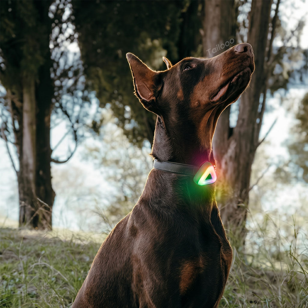 A Doberman sitting outdoors wearing a Tailooo RGB dog collar light clipped to its collar, glowing in the natural light among trees.