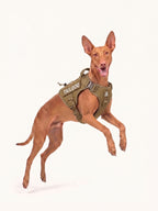 Trail Dog Harness keeps dogs comfortable and protected during forest hikes with breathable padding, secure fit and long-lasting durability.