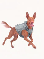 Trail Dog Harness with a lightweight and durable design, built for comfortable outdoor adventures, hiking and everyday exploration with your dog.