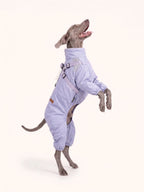 Weimaraner standing upright in a lavender dog walking coat, showing tail and leg cutout design