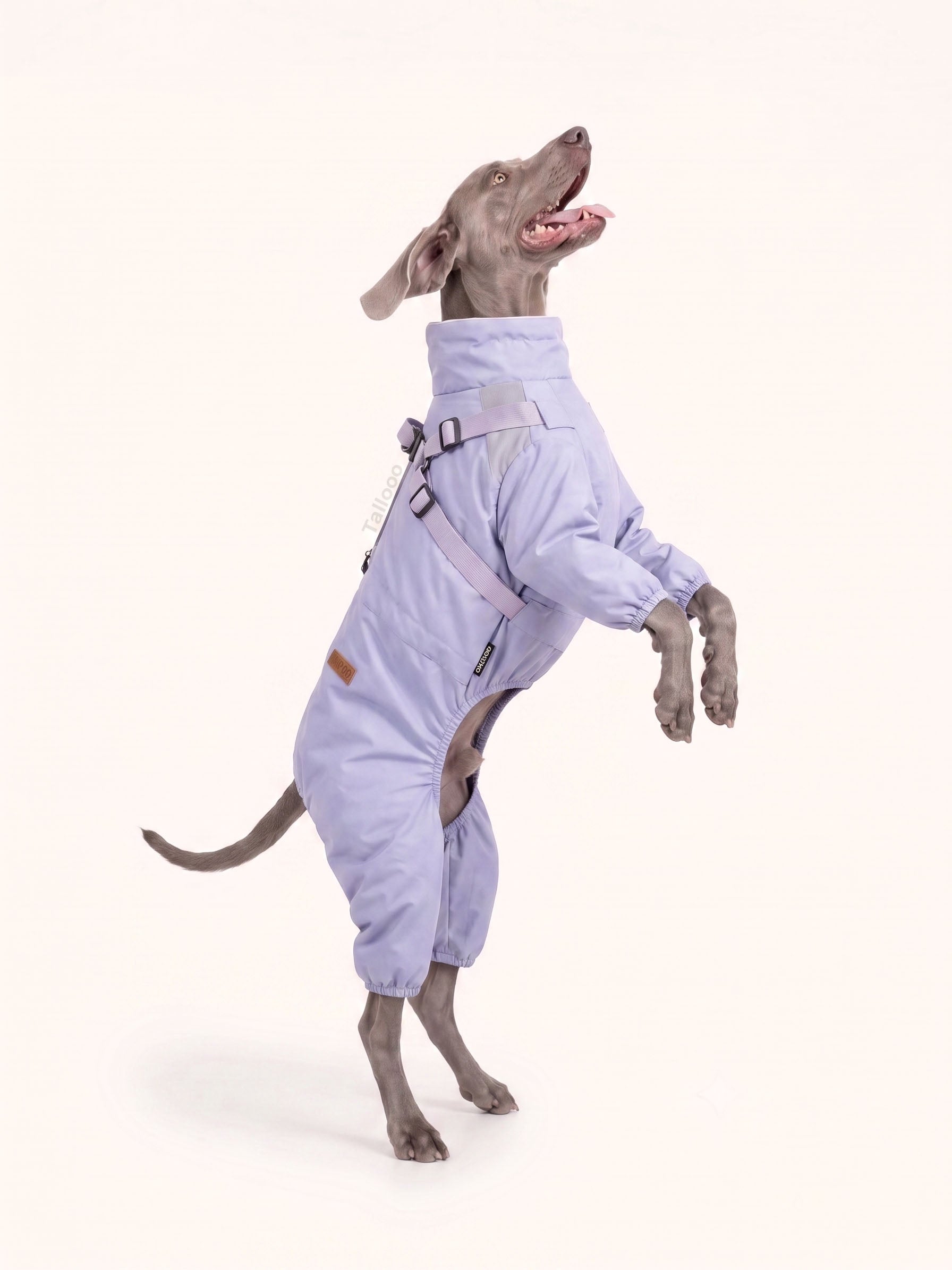 Weimaraner standing upright in a lavender dog walking coat, showing tail and leg cutout design