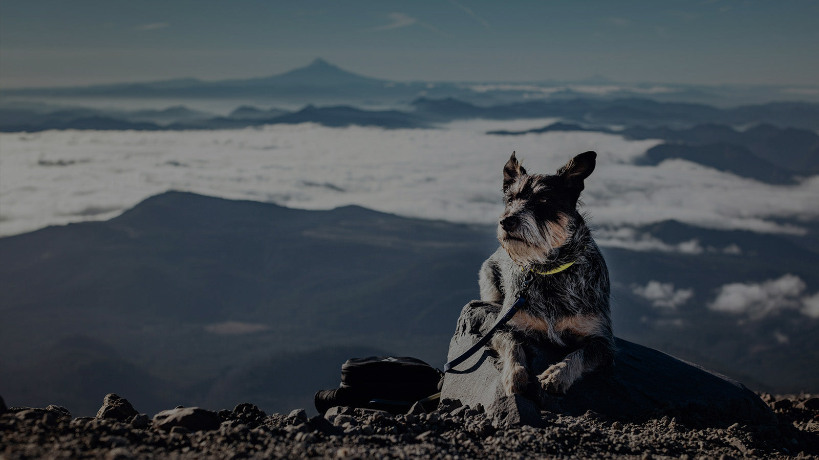 A terrier dog sitting confidently on a rocky mountain summit above the clouds, with a dog pack beside it, showing the spirit of long-distance outdoor adventure.