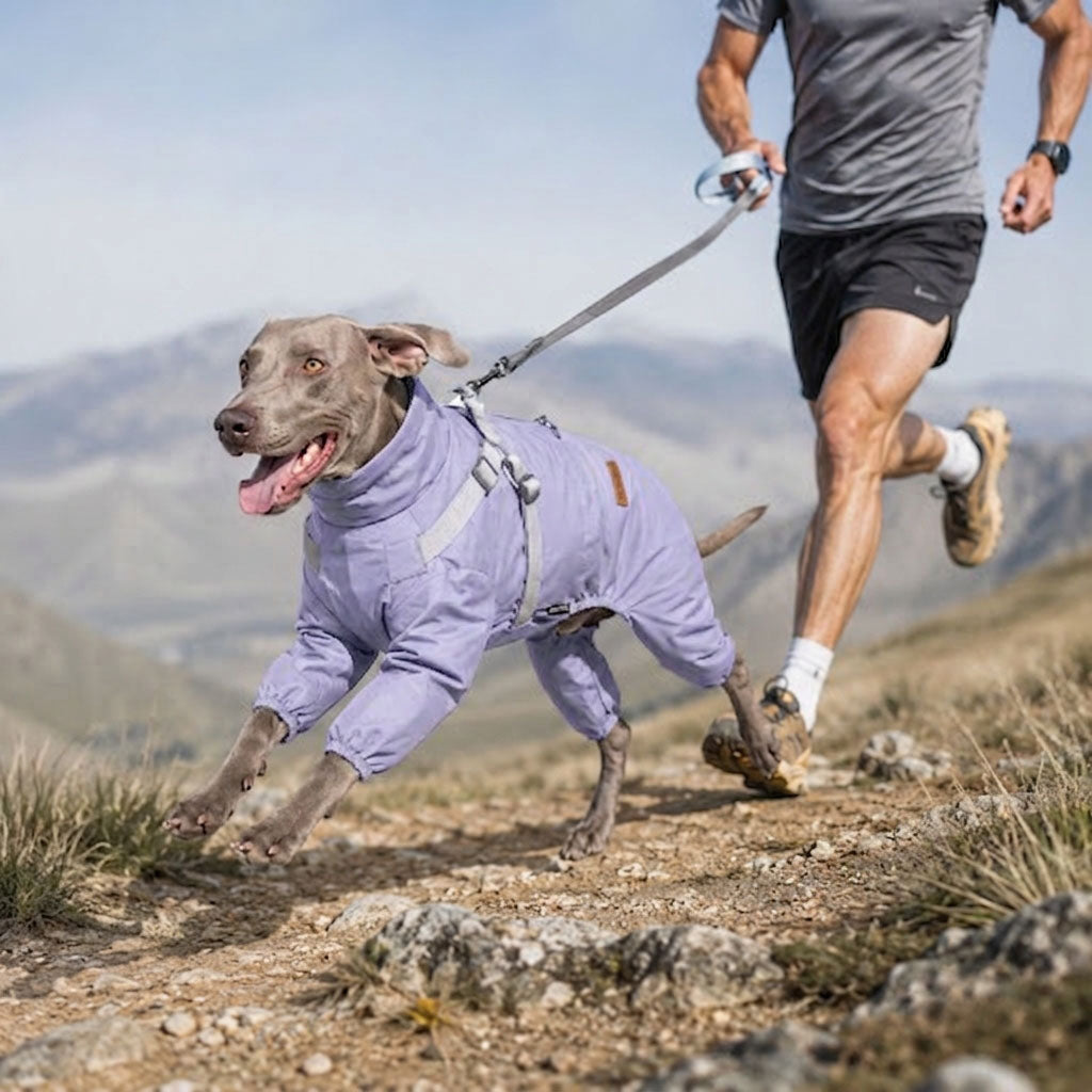 A man trail running on a mountain path with a large dog wearing a purple waterproof jacket on a leash, showing outdoor active lifestyle use.