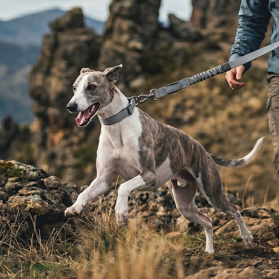 A dog running freely on a rocky mountain trail while owner holds a grey bungee dog leash, showing outdoor hiking use.