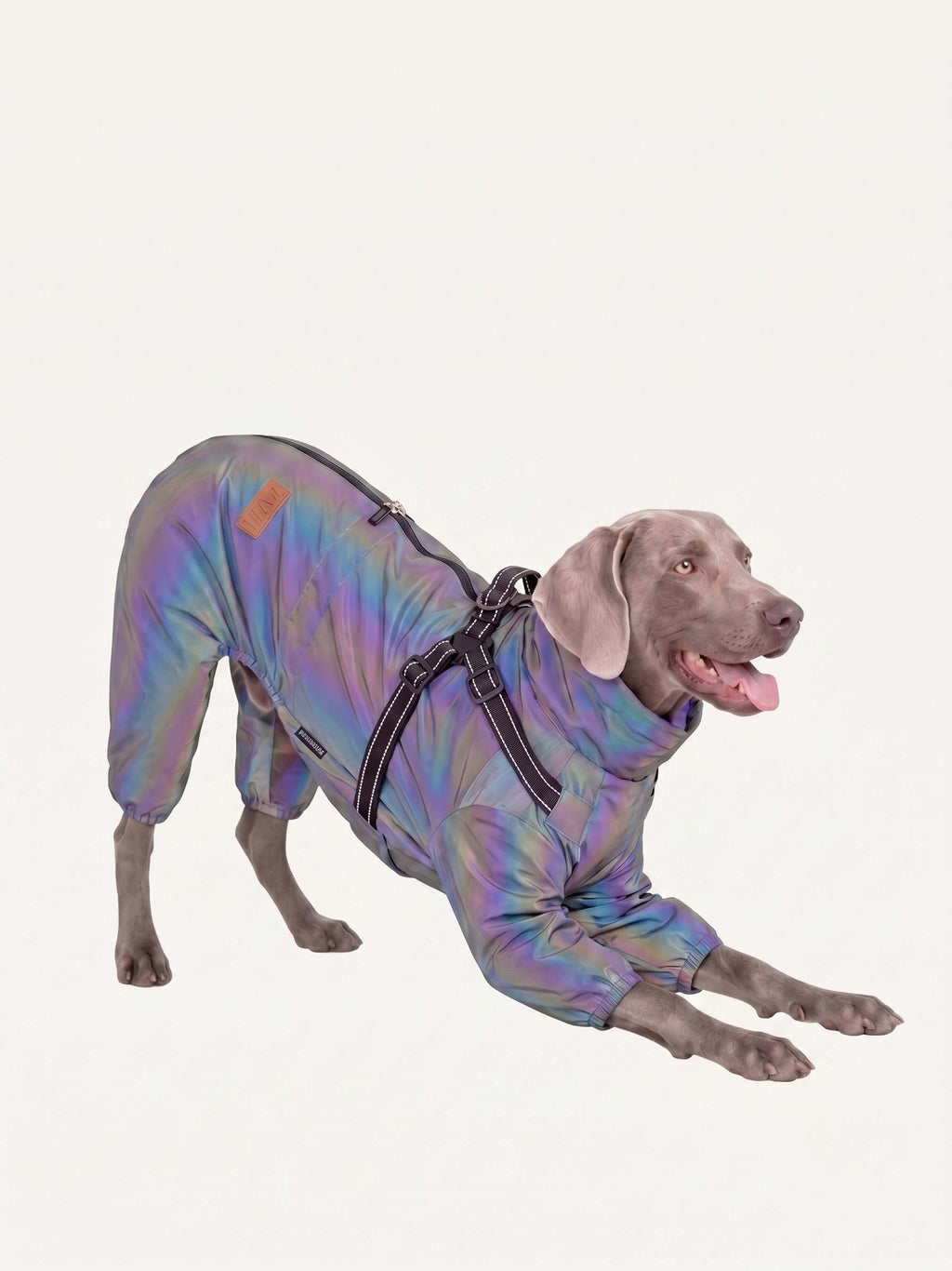 Weimaraner lying down in a reflective iridescent dog walking coat with adjustable harness