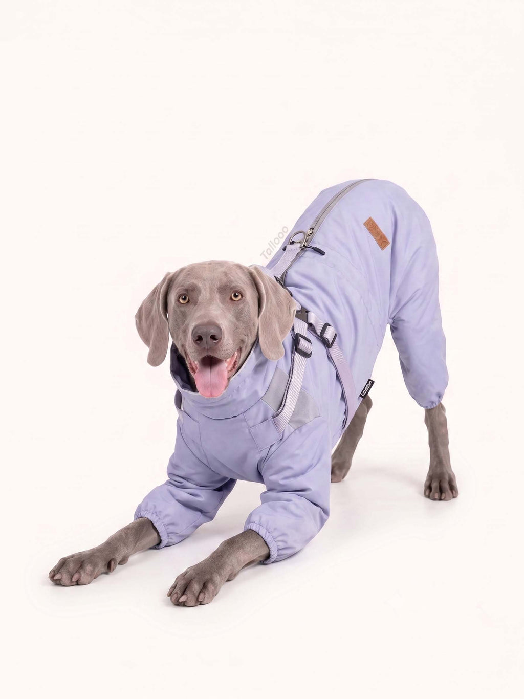 Weimaraner wearing a lavender dog walking coat with adjustable harness straps