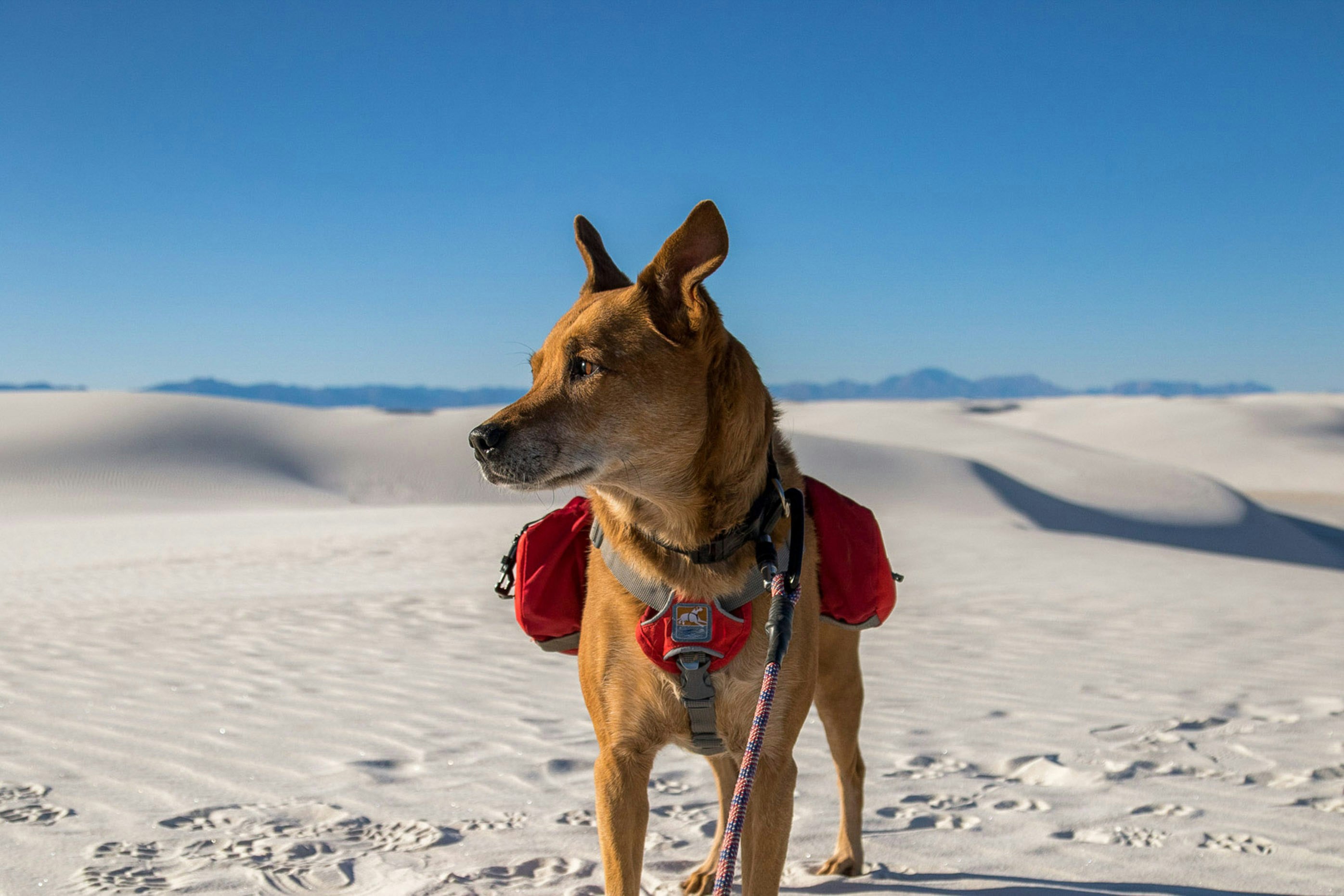 Adventurous dog wearing a red hiking backpack harness, exploring white sand dunes with a leash under a bright blue sky.