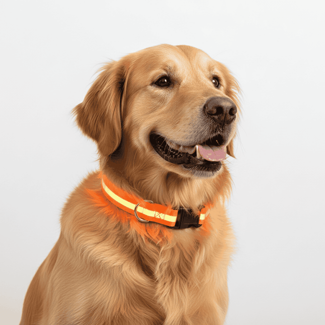 LED Glowing Dog Collar – USB Rechargeable Light-Up Pet Collar for Night Safety（Orange） Main Image
