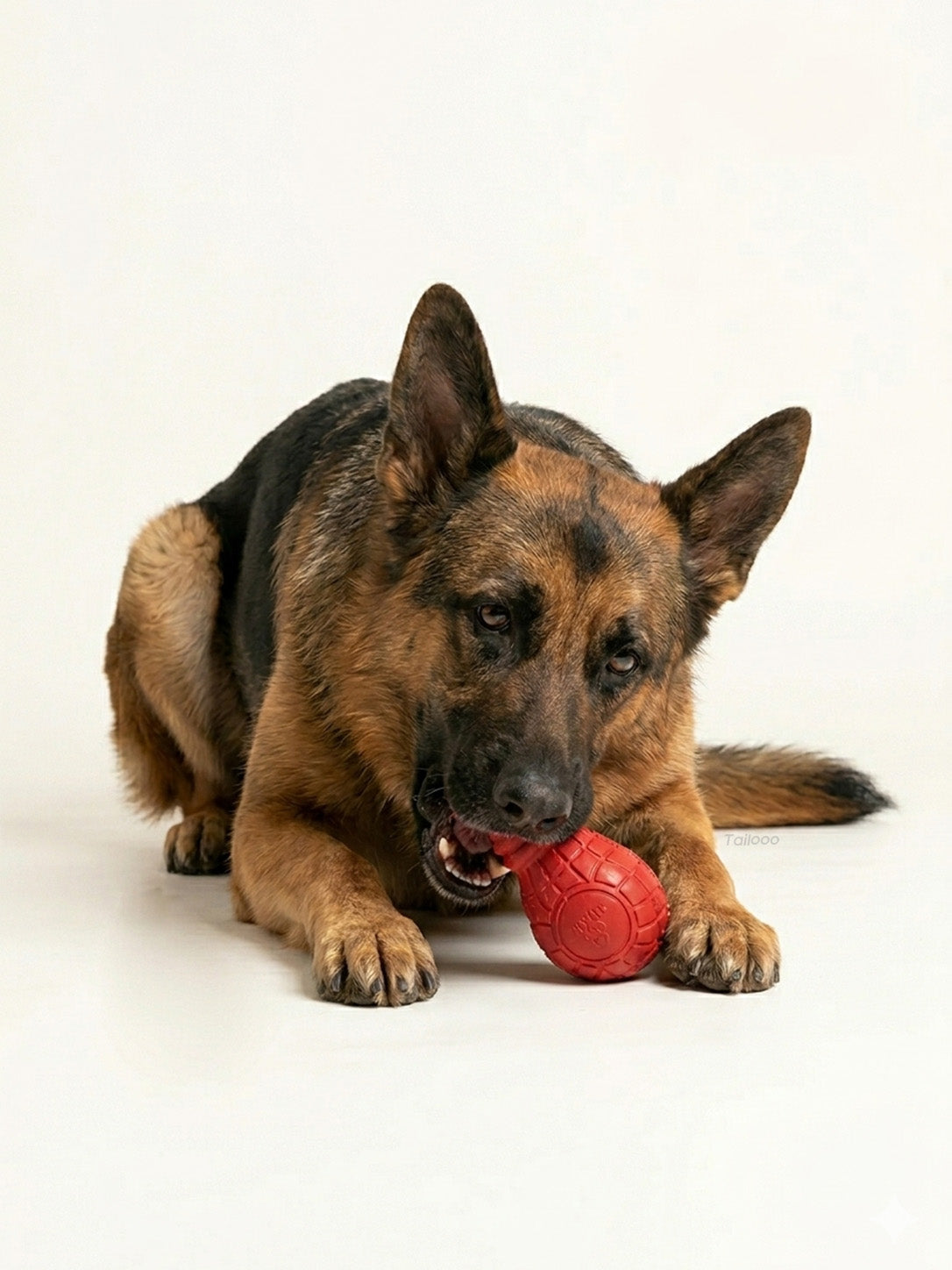German Shepherd chewing on a tough red dog chew toy, a textured toy that helps clean teeth and reduce boredom.