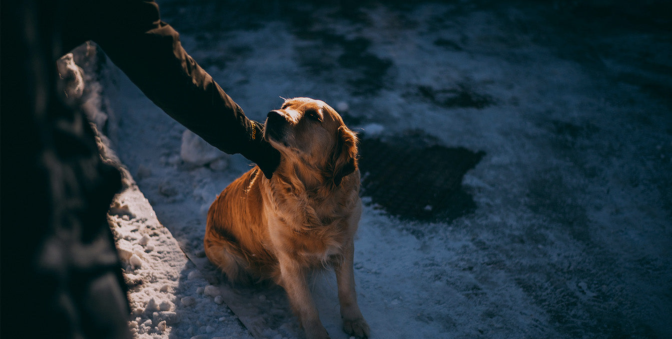 Golden Retriever being gently petted by its owner on a snowy evening, showcasing the bond between humans and dogs in cold weather.