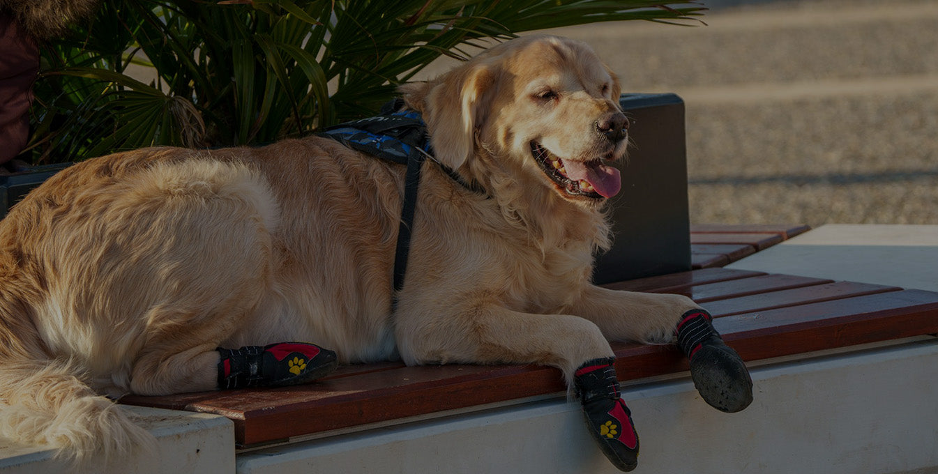 A golden retriever wearing red and black dog boots lying relaxed on a wooden outdoor bench in warm sunlight, showcasing comfortable everyday use.