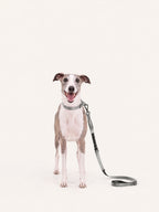 Happy whippet wearing a multifunctional long dog lead with bungee shock absorption, adjustable length, and padded handle, ideal for comfortable daily walks and training.