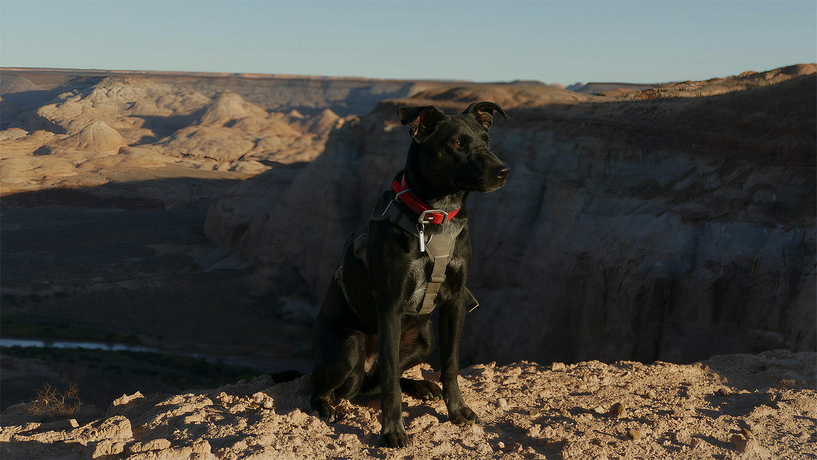 Black dog wearing a durable outdoor dog harness vest, ready for hiking and exploring rocky desert terrain safely.