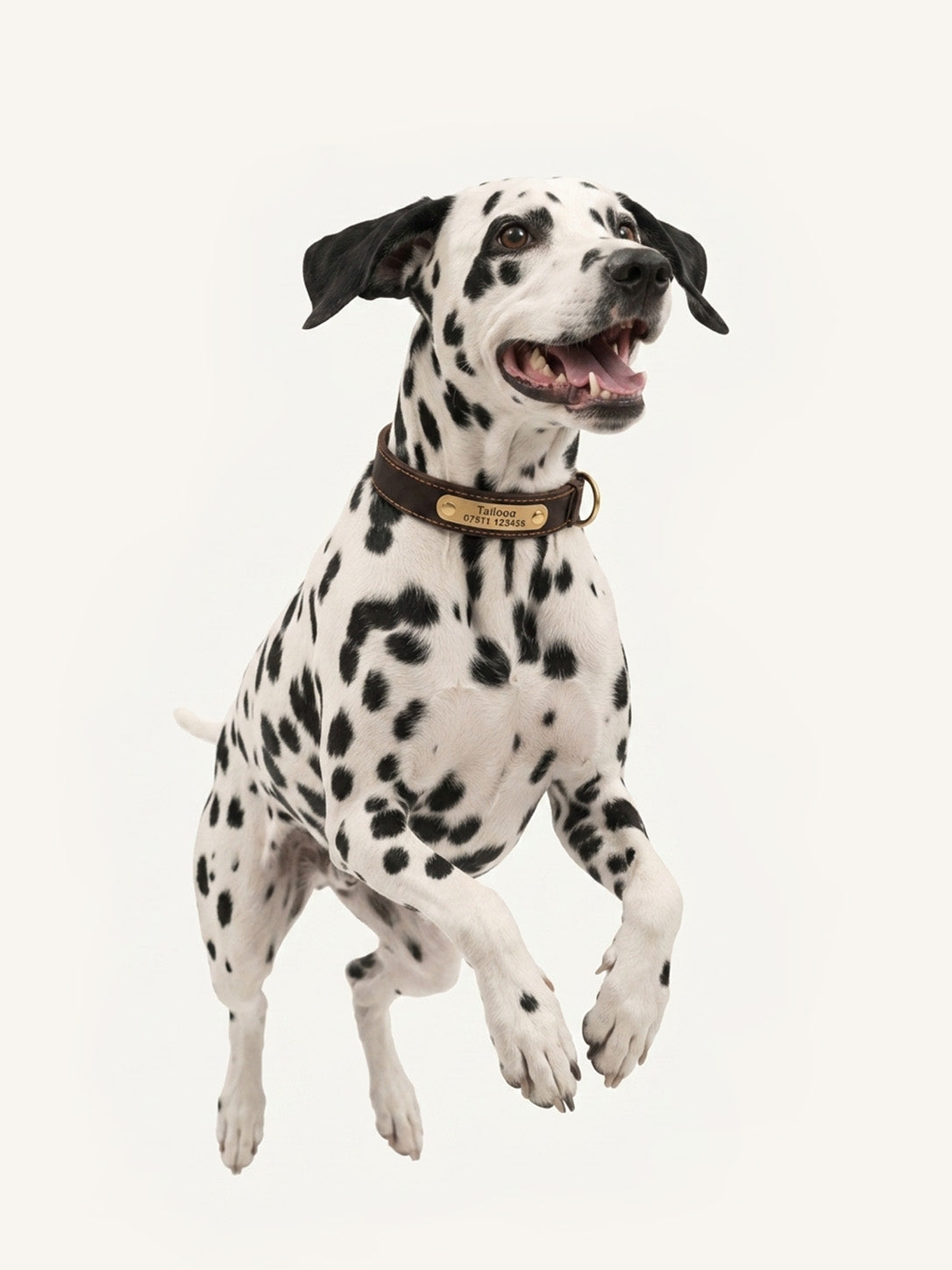 Jumping Dalmatian with custom personalized dog collars, brass hardware personalized dog collar with custom info engraved.