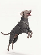 Weimaraner jumping in an insulated dog coat, warm and flexible dog apparel for cold-weather activities.