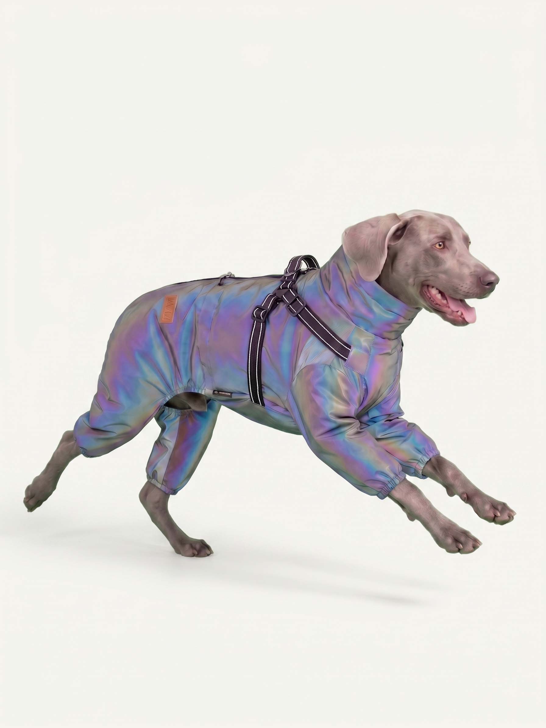 Weimaraner running in a reflective iridescent dog walking coat with adjustable harness
