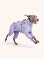 Weimaraner running in a lavender dog walking coat, showcasing full range of leg motion