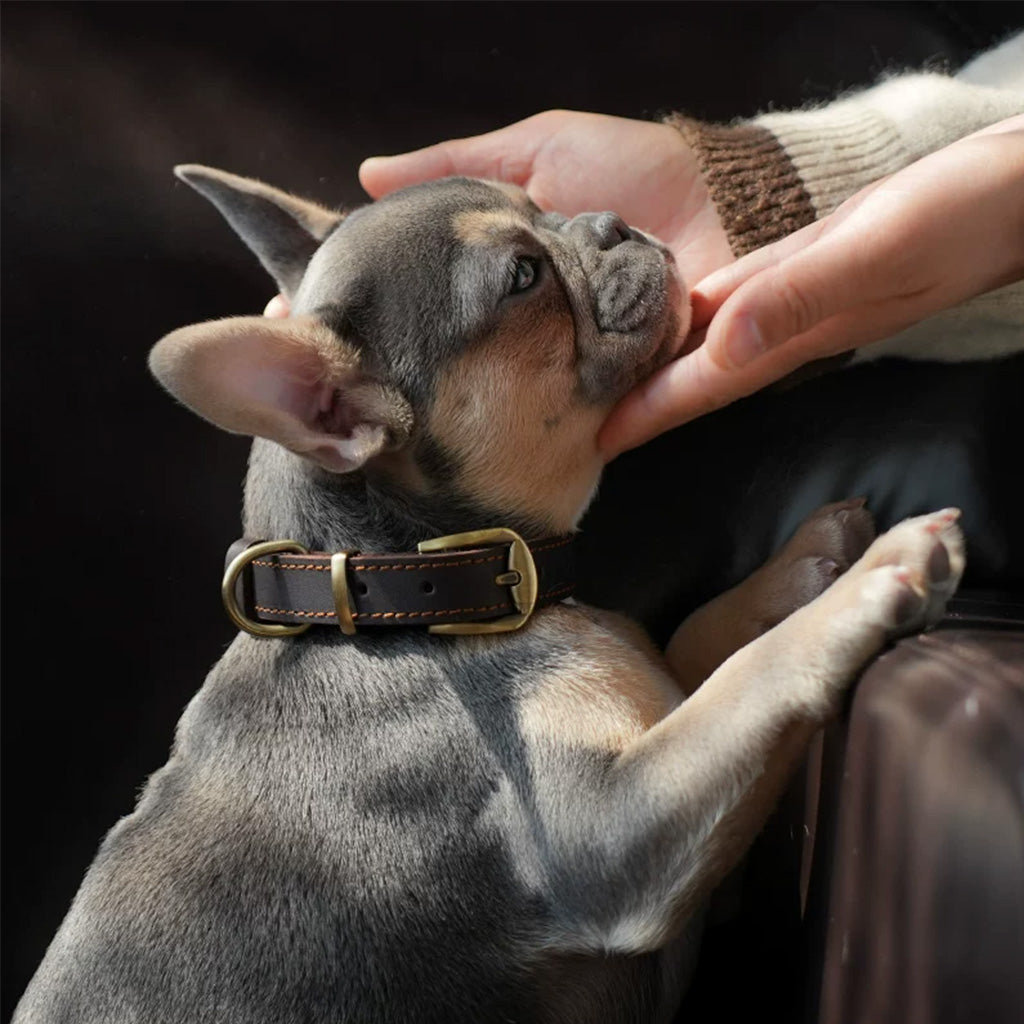 Owner gently holding a French Bulldog's face, dog wearing a Tailooo dark brown leather collar with brass hardware, showing warm everyday bonding scene.