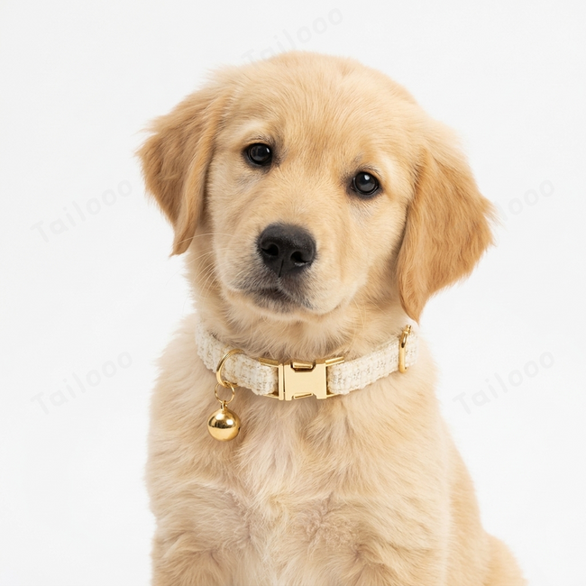 Custom Dog Collar with Engraved Nameplate & Bell （White） Main Image