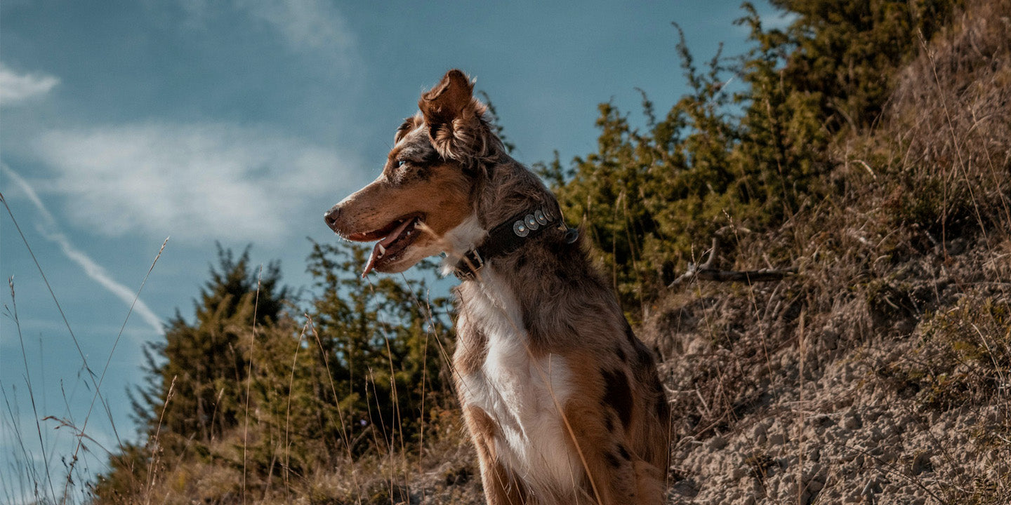 Merle Australian Shepherd wearing a stylish decorative dog collar with metal accents, ideal for outdoor adventures and everyday walks.