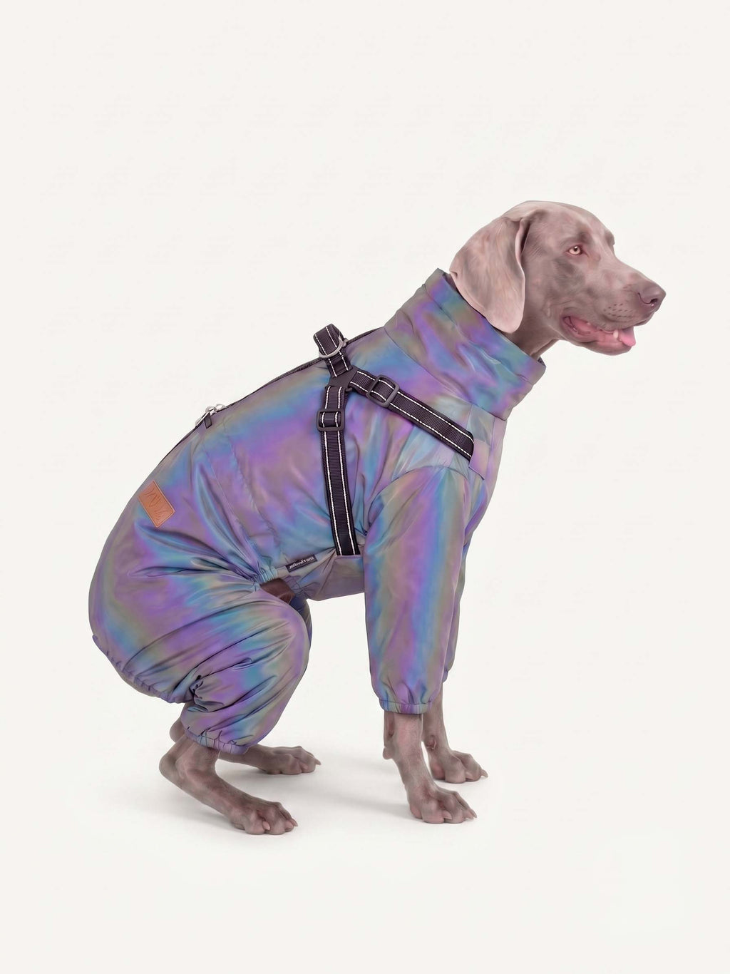 Weimaraner sitting while wearing a reflective iridescent dog walking coat with harness
