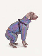 Weimaraner sitting while wearing a reflective iridescent dog walking coat with harness