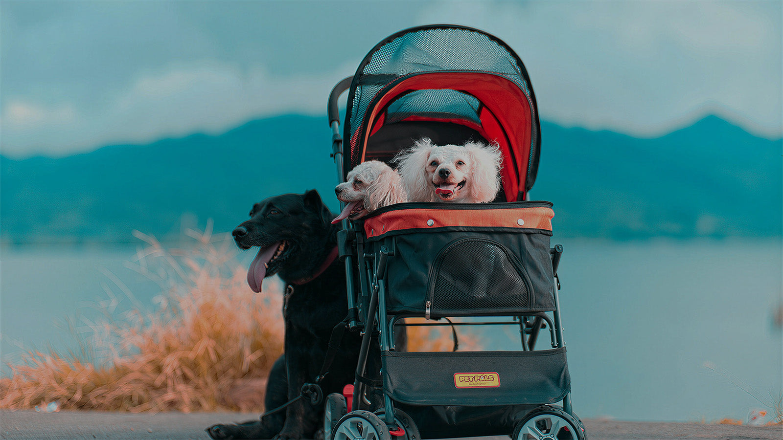 Two small dogs enjoying a ride in a pet jogging stroller by the lake, safe and comfortable for outdoor walks and travel.