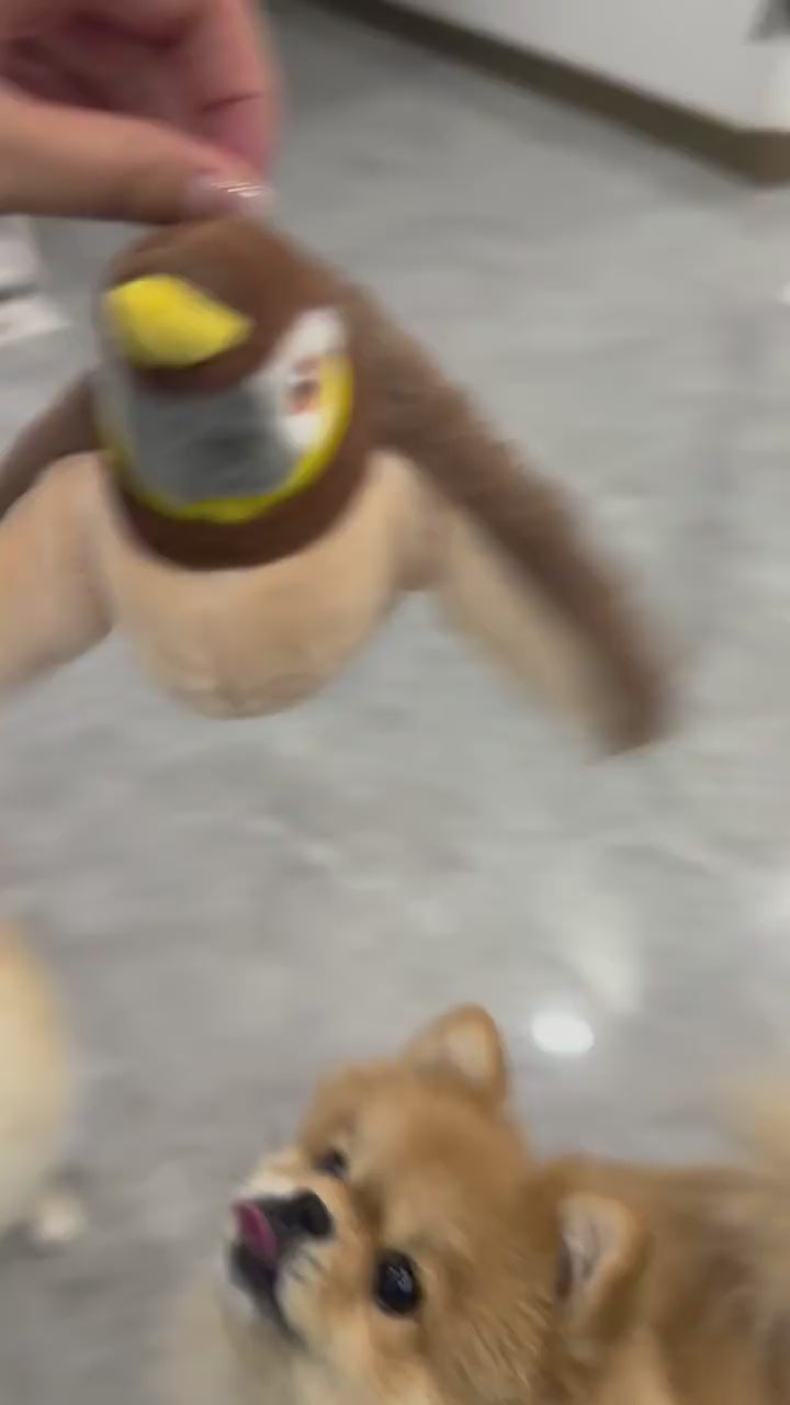 Watch pets chase the cat toy bird flying as it flaps and chirps, sparking their natural hunting and pouncing instincts.