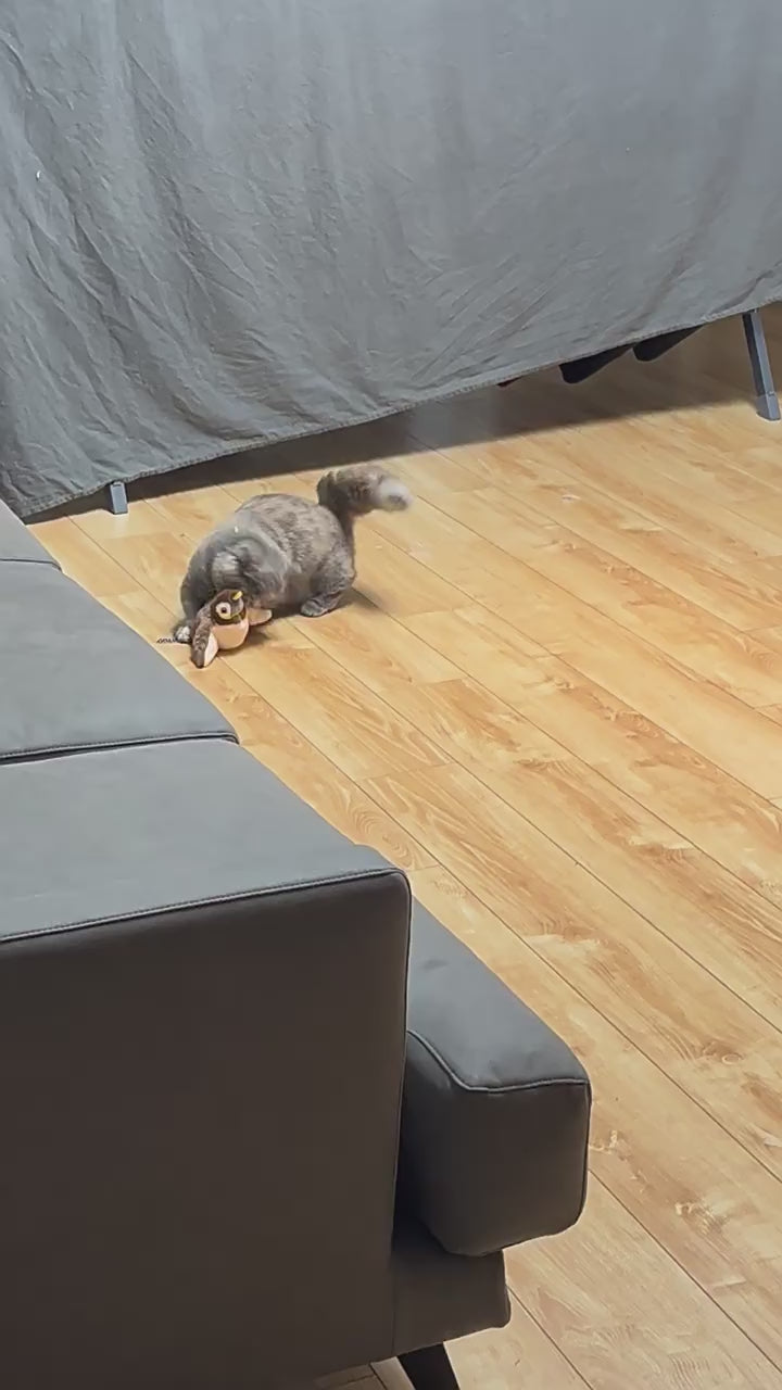 Video showing a flying bird cat toy entertaining both curious cats and small dogs with interactive flapping motion.