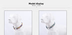 quick-release-metal-buckle-dog-collar3