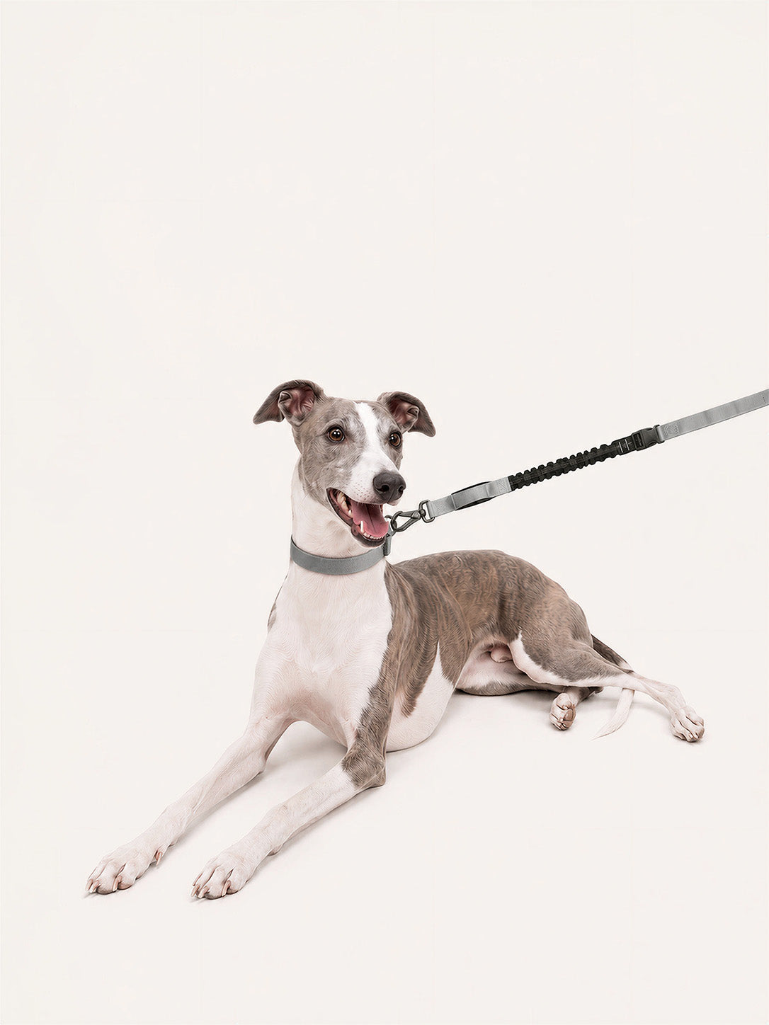 Relaxed whippet wearing a multifunctional long dog lead with bungee shock absorption, padded handle, and adjustable clip, ideal for casual walks and training.