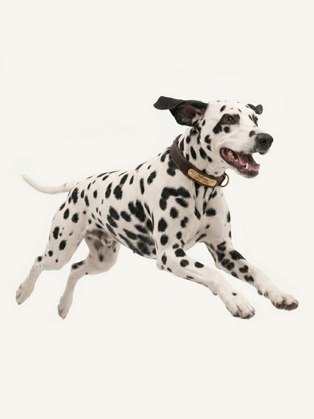 Active running Dalmatian wearing personalized dog collars with name, sturdy leather custom collar for daily outdoor walking.