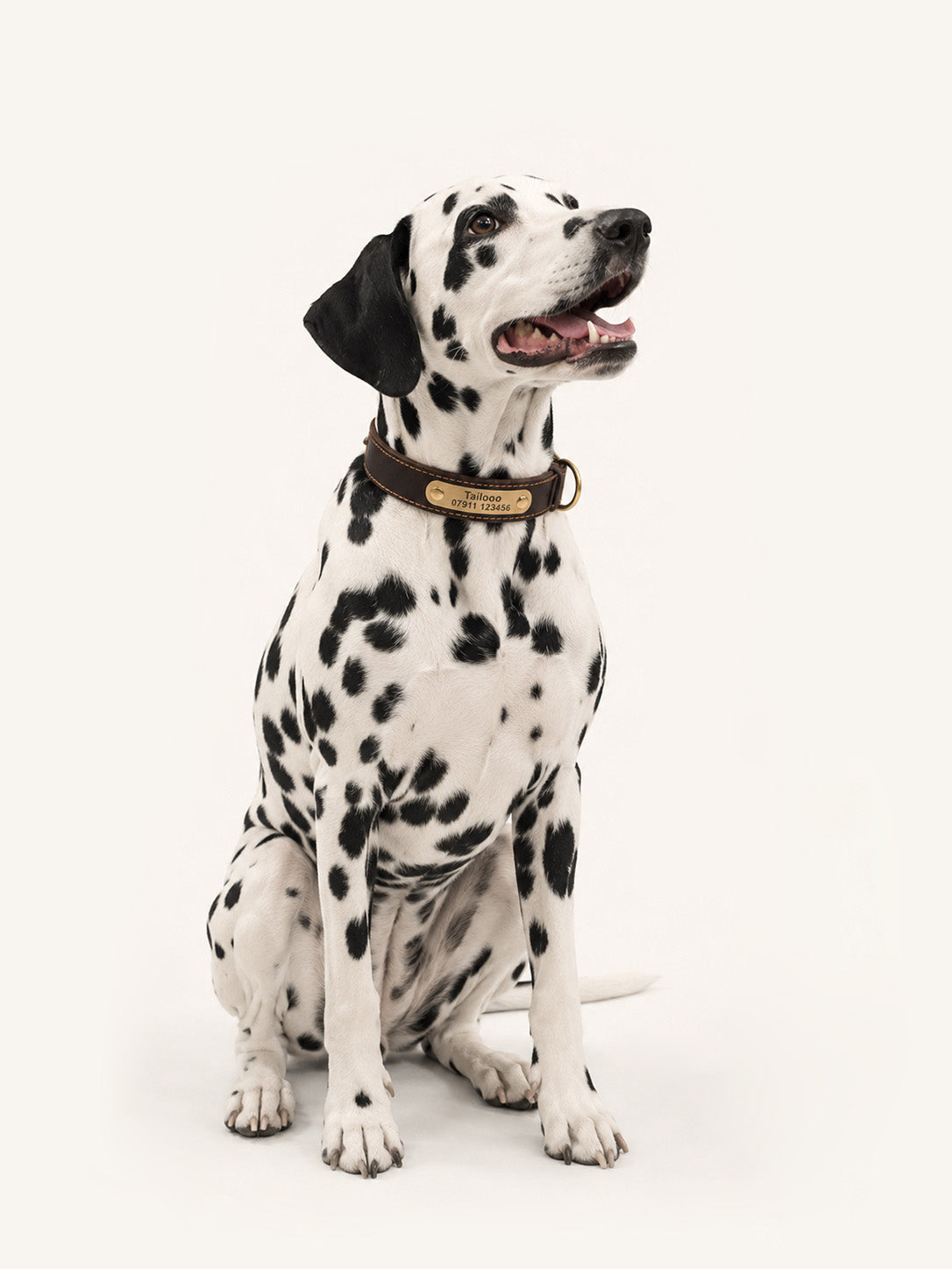 Seated Dalmatian in premium leather personalized dog collars with name, handmade custom dog collar with engraved ID plate.