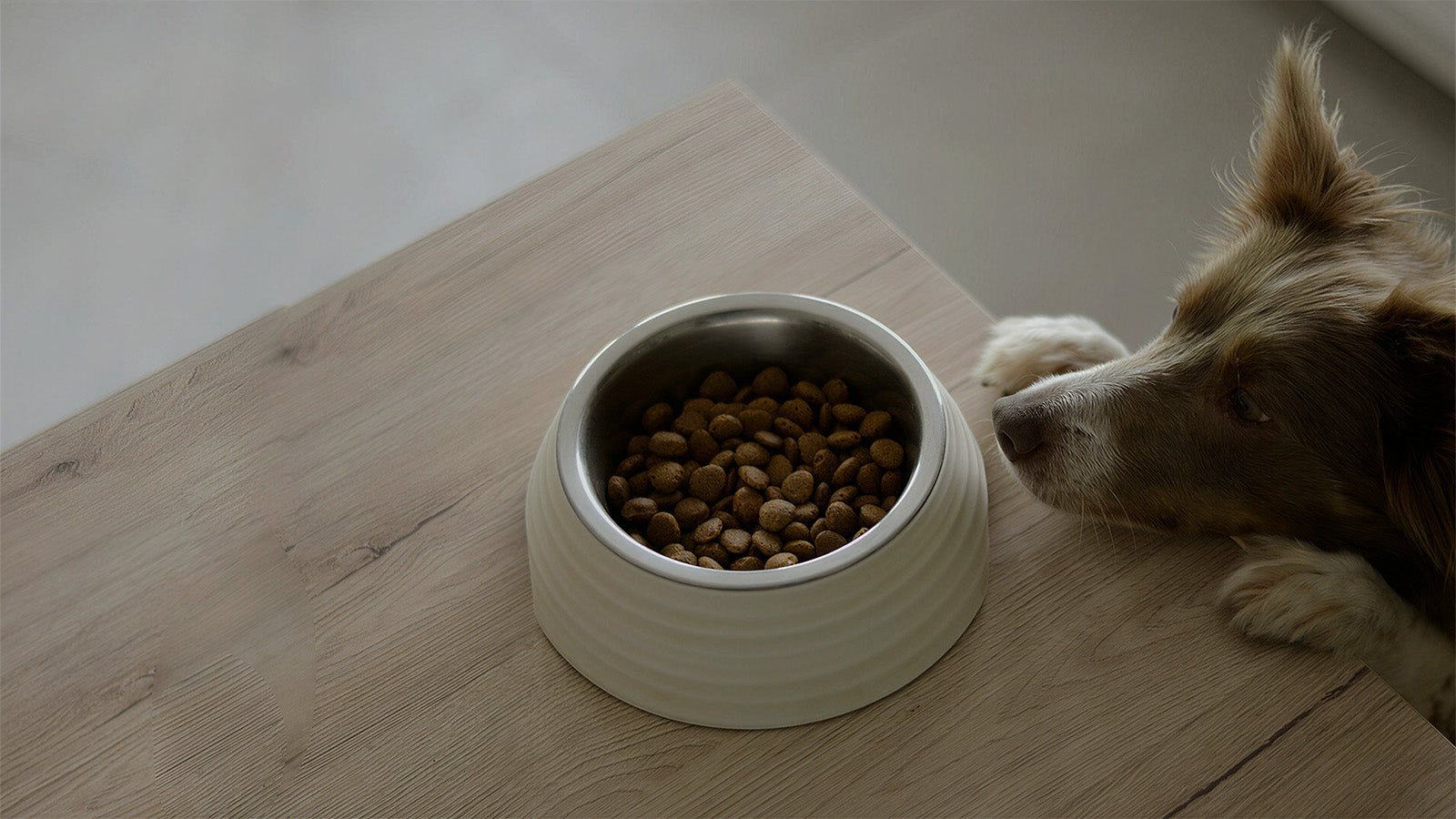 Border collie waiting patiently next to a slow feeding dog bowl with kibble, designed to slow down eating and improve digestion.