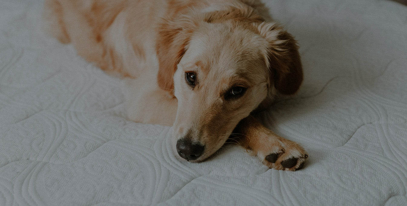 A golden retriever lying peacefully with its chin resting on a white quilted orthopedic dog bed surface, showcasing deep rest and comfort.