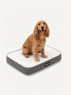 Cocker Spaniel sitting comfortably on a large orthopedic dog bed, a supportive mattress for joint health and restful sleep.