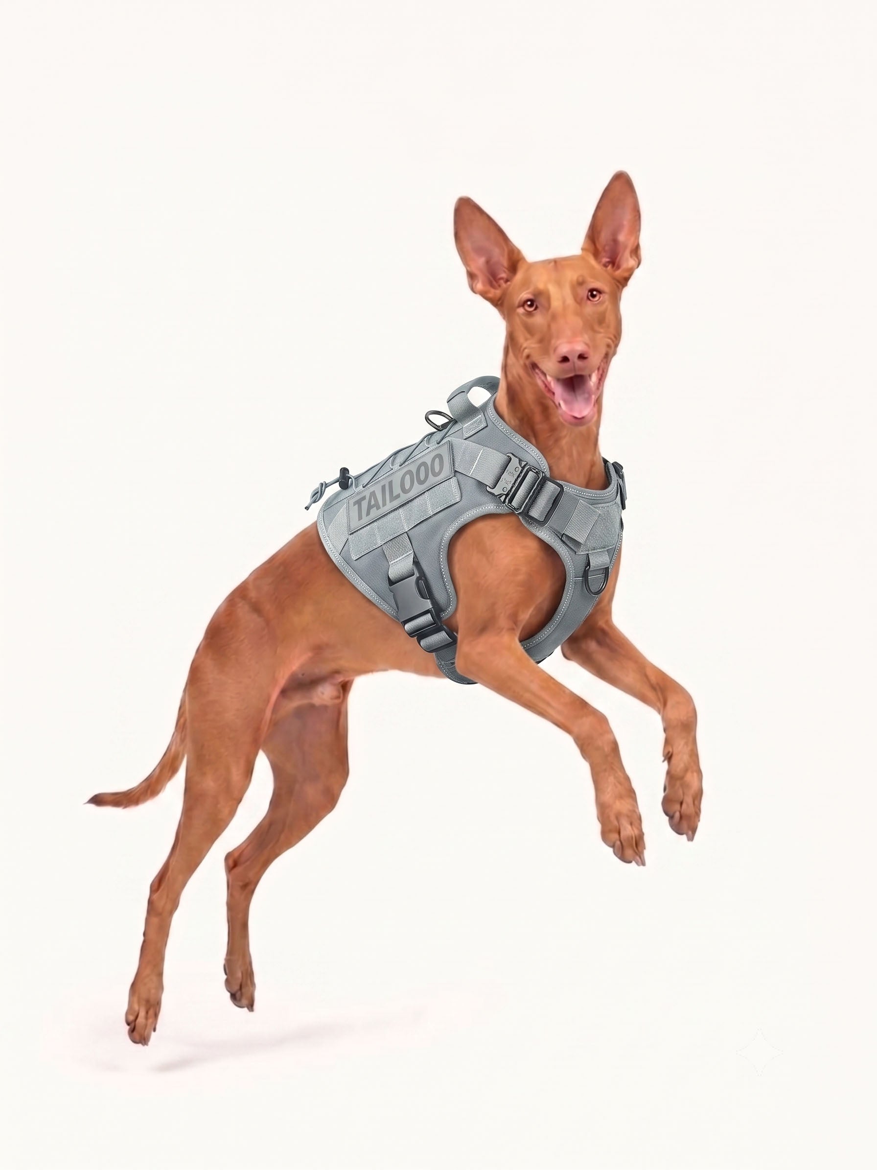 Trail Dog Harness keeps dogs secure and comfortable on forest hikes, providing reliable support for exploring natural trails together.