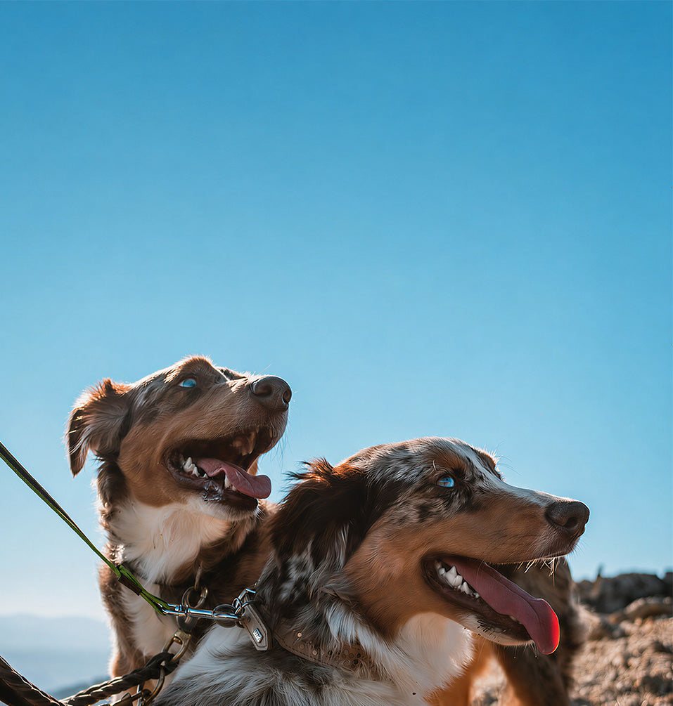Two happy Australian Shepherd dogs with leashes, panting after a hike on a mountain trail under a clear blue sky.