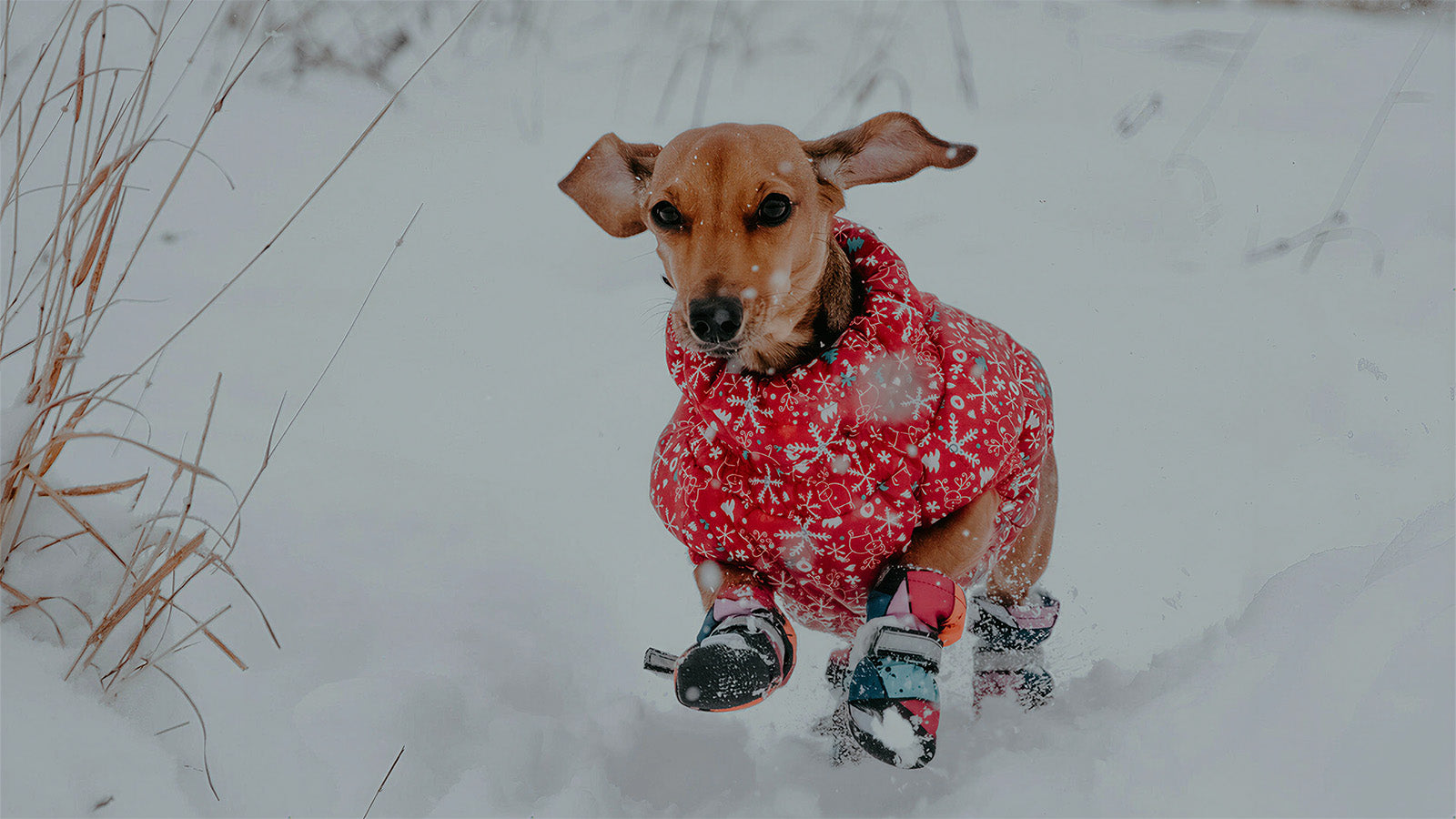 Dachshund wearing colorful waterproof dog boots and a winter coat, protecting its paws from snow and cold during outdoor walks.